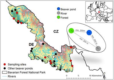 A Biodiversity Boost From the Eurasian Beaver (Castor fiber) in Germany’s Oldest National Park